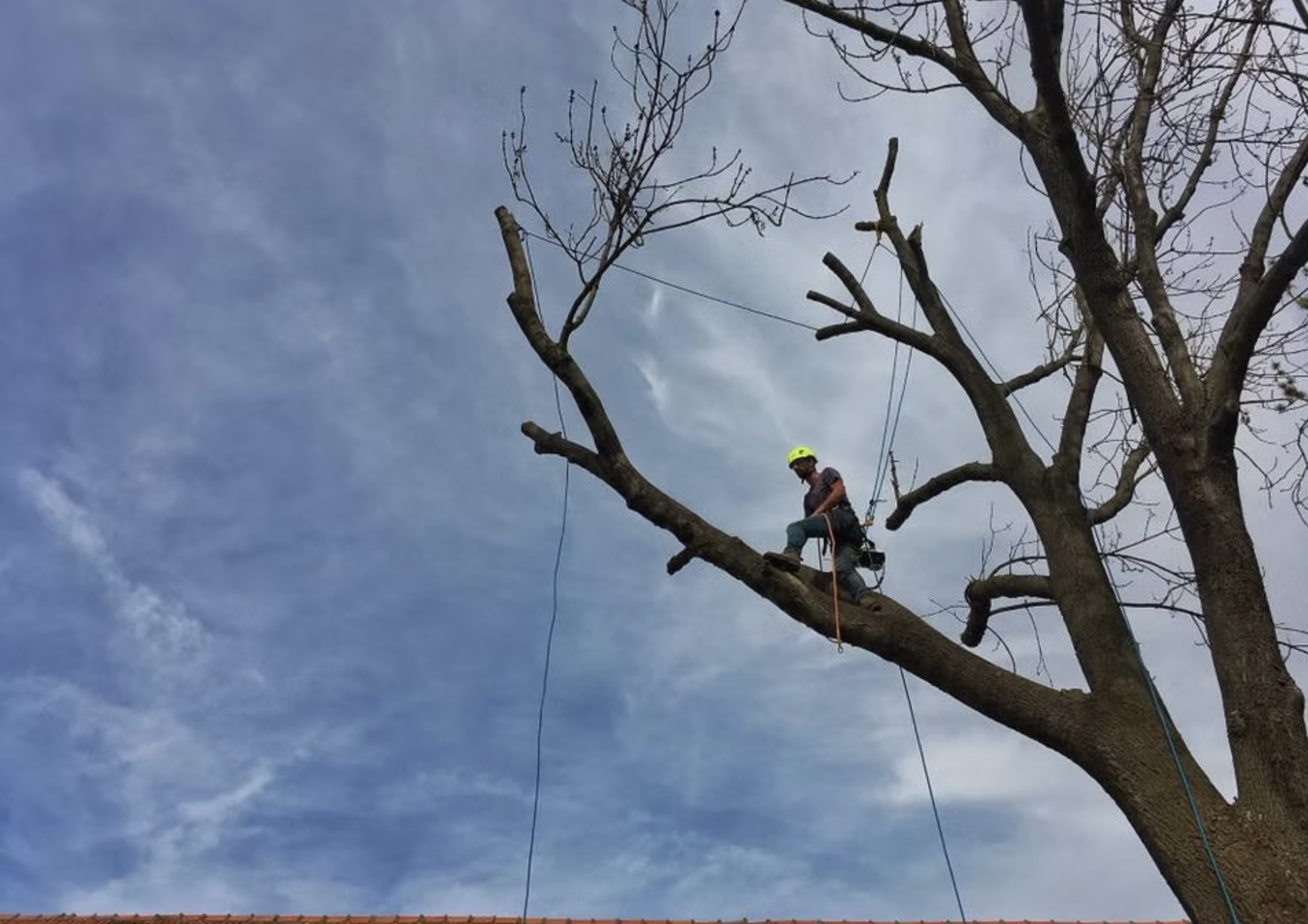 Rizikové kácení stromů